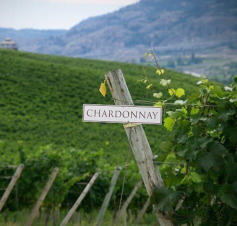 Chardonnay Day: мир в одном бокале 21/05