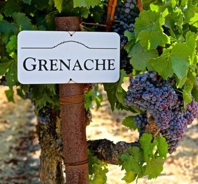 Международный день Garnacha 18/09