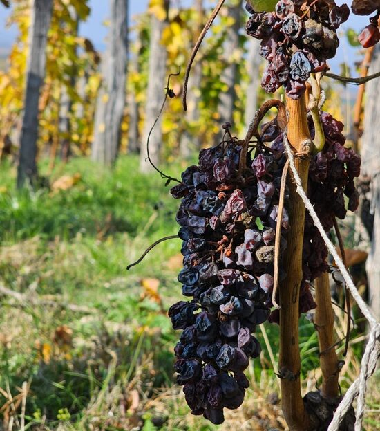 Дегустация токайских вин 20/03